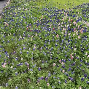 bluebonnetschurch2