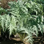 cardoon
