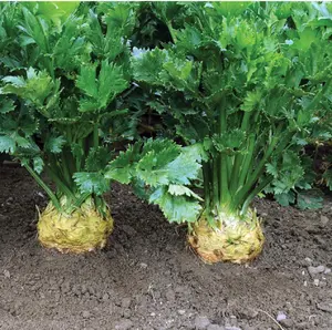 celeriac