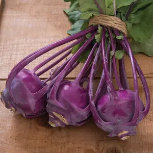 azurstarkohlrabi