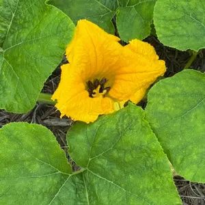 squashbloomwithbees