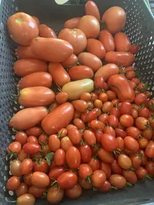 tomatoharvest120924