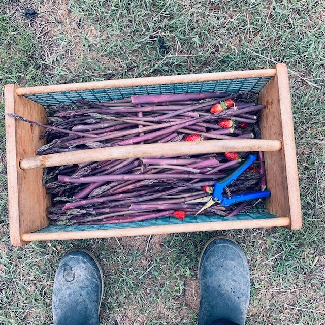 Today's asparagus and strawberry harvest. Yes, those are my boots. It is muddy out.