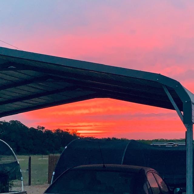 Look at the gorgeous color! This was shot through the carport.