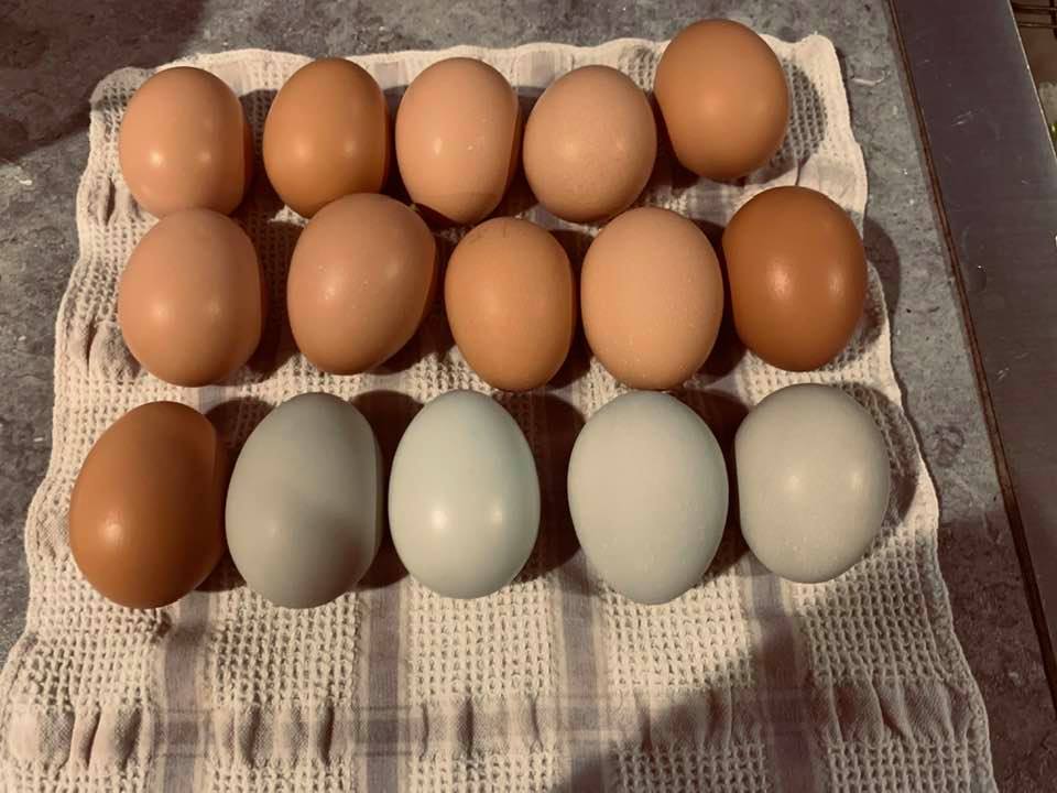 Some of the beautiful eggs you get when you raise chickens.