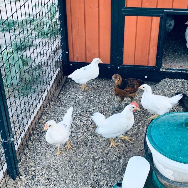 New chicks. I paid extra for all girls and it looks like I have 3 new Easter Egger roosters instead of 15 hens. I don't know about the Barred Rock chicks yet. Roosters have dark red combs.