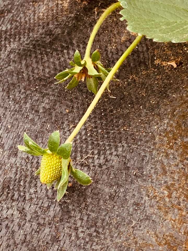 One of our first strawberries out in our patch!