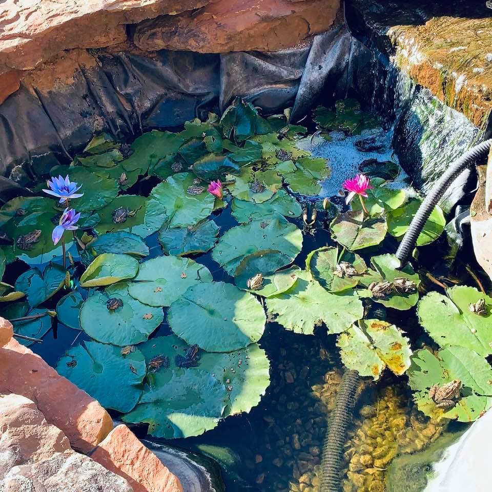 I counted 21 frogs. How many did you find?