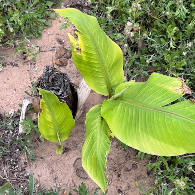 Now I have 2 banana shoots coming up from the banana tree that was cut for winter. I wonder how fast they will grow. This is my first banana tree experience.