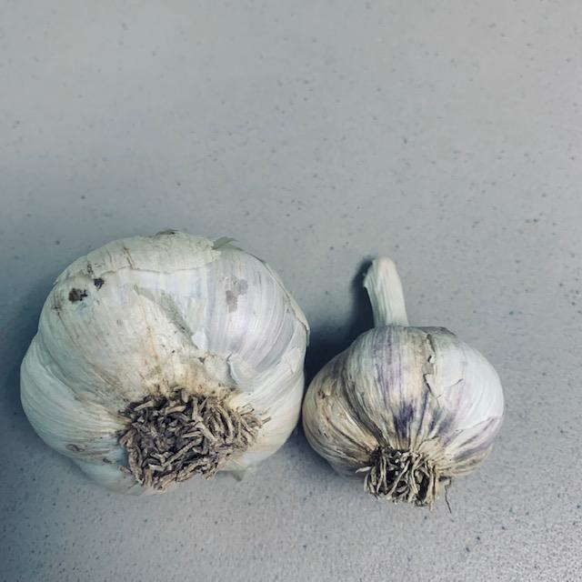 Compare the large Music garlic on the left to the small Red German garlic on the right. Music seems to be America's favorite this year.