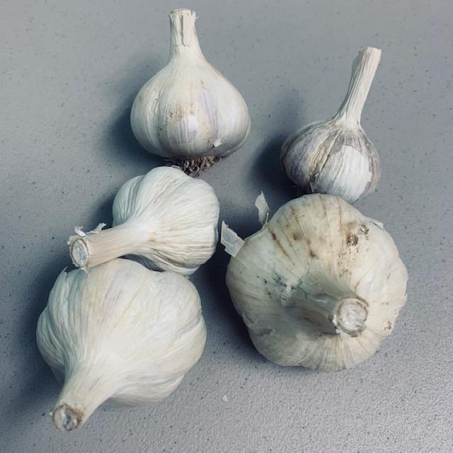Some of the garlic we grew.