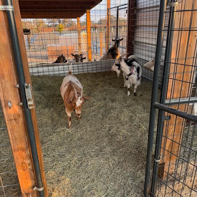 Our 2 mama goats front and center with the younger ones looking on.