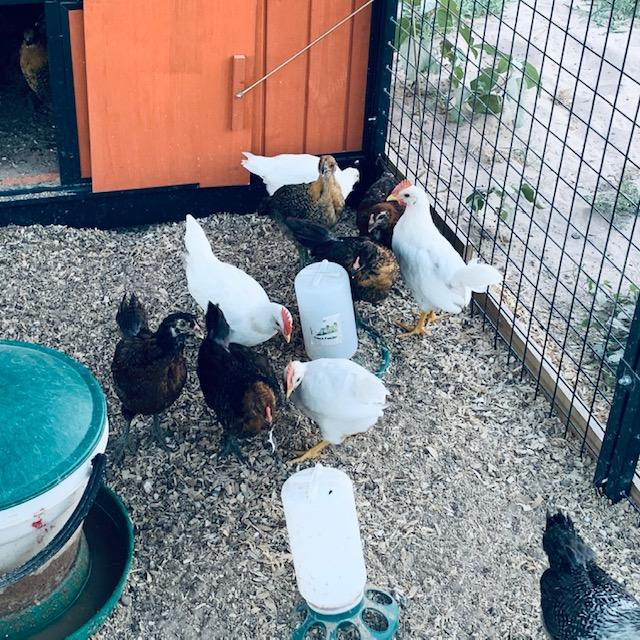 2 more of the white roosters are in this photo. I ordered 15 girl Easter Eggers. 3 appear to be boys. I sure hope I am wrong.