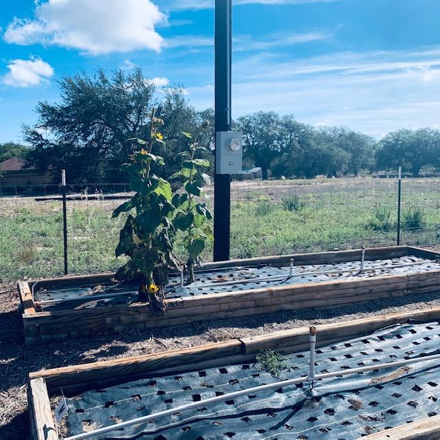 All of the raised garden beds by the farm store are now empty with the exception of these 2 sunflowers.