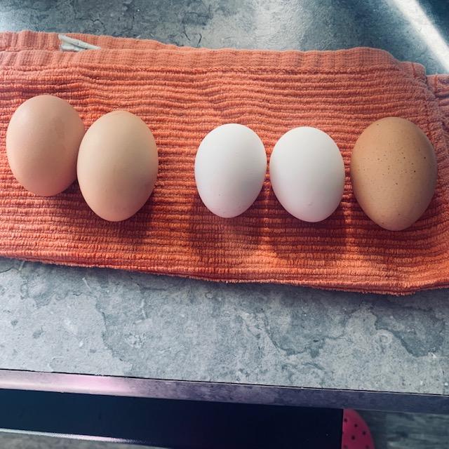 See the 2 small white eggs. Soon they will be normal sized. Yes, that is my foot in the pink croc. Lol! I know, I am a gifted photographer.