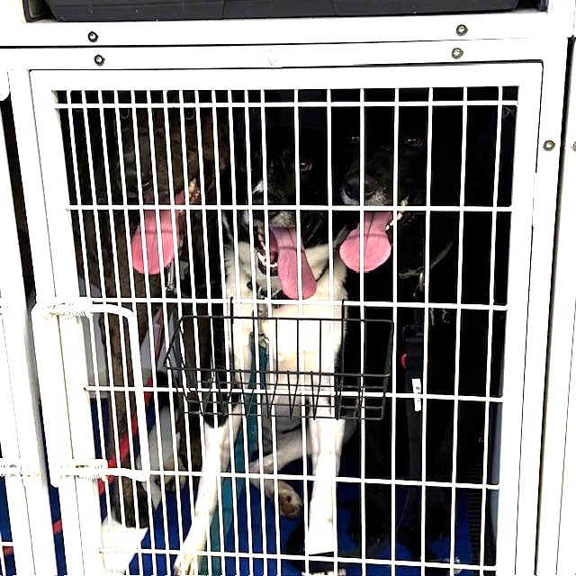 The groomer put Sue Ellen & Pam in 1 cage but Trump would not go in his own. She finally agreed to put Trump in with them & he was fine. L-R, Trump, Sue Ellen, & Pamela.