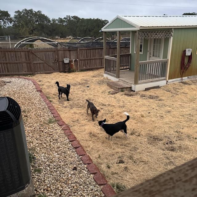 The other 3 dogs were on the other side of the yard running around, having fun.