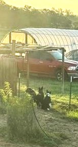 3dogsatfenceline072826a
