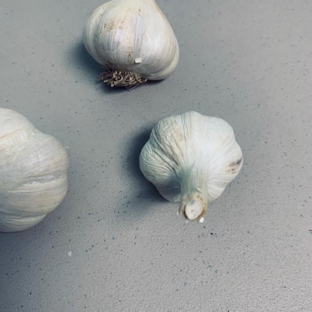 Garlic comes in several sizes depending on the variety. Here is where the stem on this garlic was cut and dried.