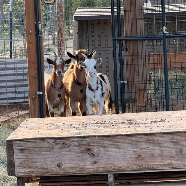 My 3 Nigerian goats ran inside and huddled up when Trump went out to meet them for the first time. Alice kept snorting at him. It was pretty funny! Trump barked very loudly. My 3 Nigerian goats ran inside and huddled up when Trump went out to meet them for the first time. Alice kept snorting at him. It was pretty funny! Trump barked very loudly.
