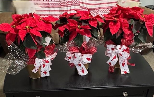 3 poinsettias in my living room.