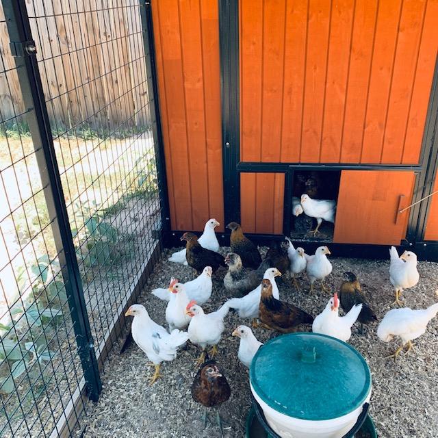 I paid more for 15 female Barred Rocks. They sent me 12 female Ideal 236 chicks and 3 Ideal 236 roosters. The roosters have large dark red combs, just like Foghorn Leghorn.