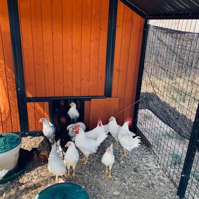 All 3 roosters can clearly be seen. They are 13 week old Ideal 236 roosters and we already have Foghorn Leghorn who is 18 weeks old. I ordered all girls but received 3 boys in error. All 3 roosters can clearly be seen. They are 13 week old Ideal 236 roosters and we already have Foghorn Leghorn who is 18 weeks old. I ordered all girls but received 3 boys in error.