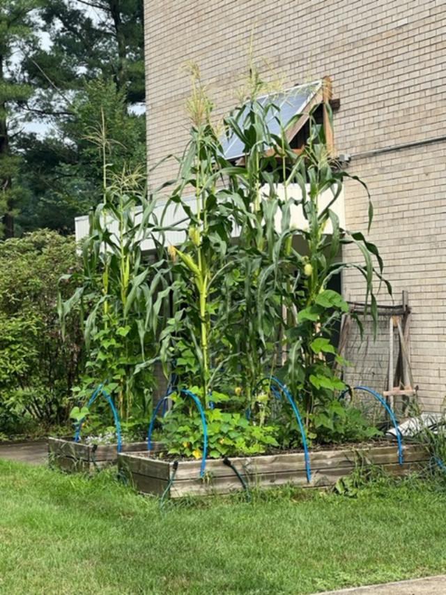 The 3 Sisters Garden planted by Cary Mannaberg of Kalamazoo, Michigan at the Temple B'nai Israel.
