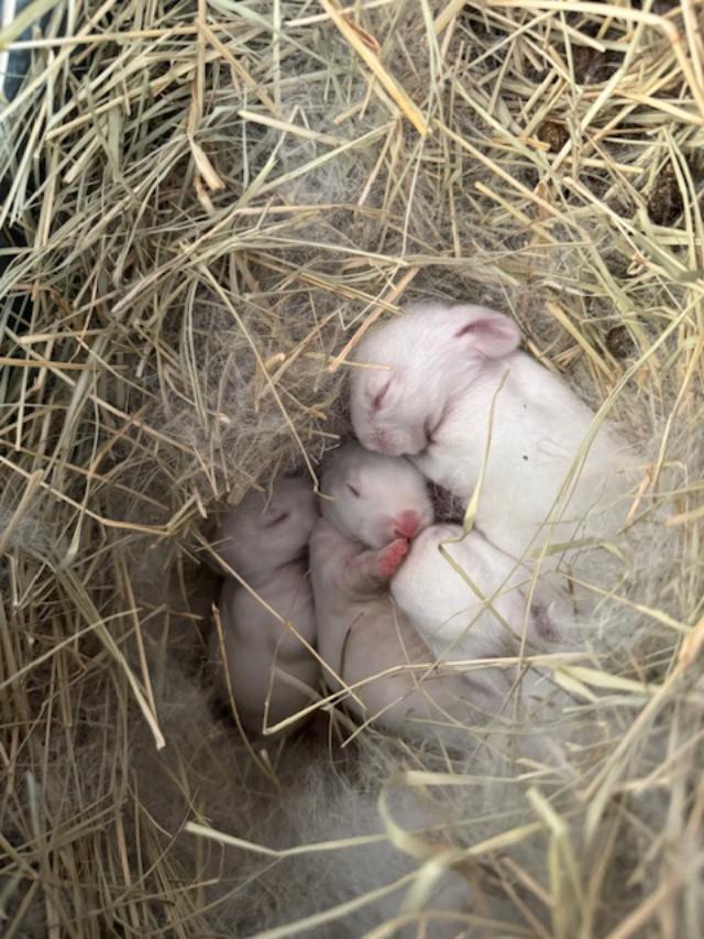 There are 4 bunnies this time. Matt took this photo today. Their hair grew in. They are so cute.