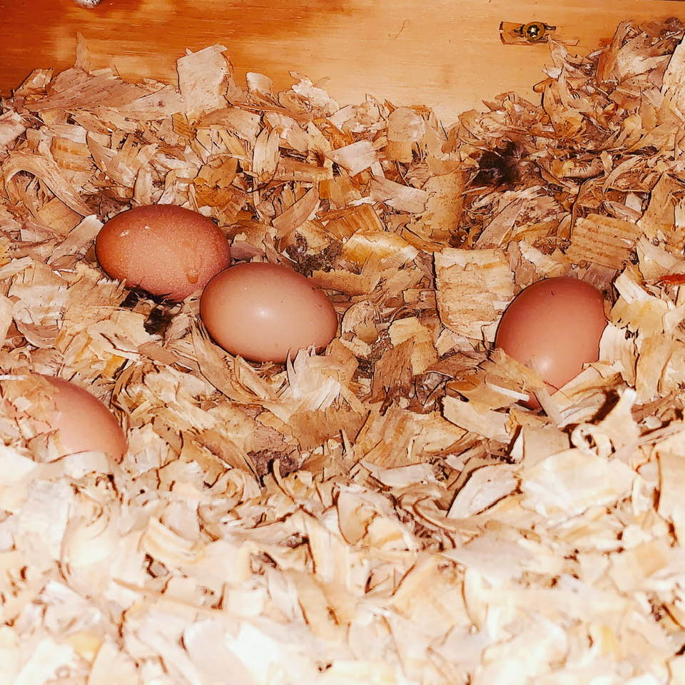 This morning, I found four eggs in one nesting box!