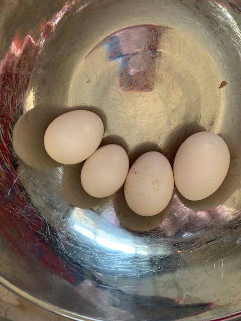 These eggs are bright white in real life but the lens doesn't show it.