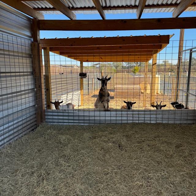 Our 4 young goats in the back watching while I give treats to Alice and Trixie. Yes, I gave treats to the little ones.
Left to right, Lucy, Gracie, Markie, and Ethel.