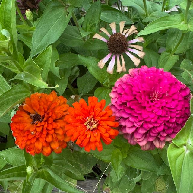 Orange and hot pink zinnias