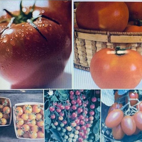 The five hybrid tomato varieties we kept.