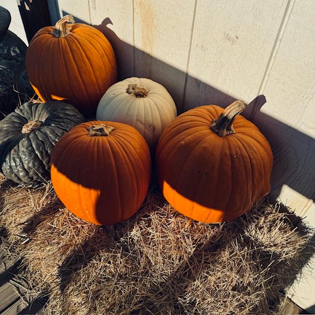 Soon all the world will care about are pumpkins because fall is on its way.