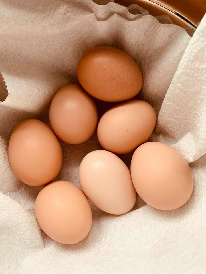 Farm Fresh Eggs from David's Garden Seeds® Farm, produced by the chickens from David's Garden Seeds® Farm will soon be available for purchase at David's Garden Seeds® Farm Store.