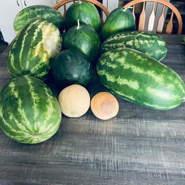 Look at the nine watermelons and two cantaloupes harvested today! We tried the longest one on the right, an orange watermelon. Delicious!