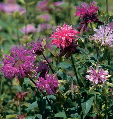Beautiful bee balm confuses the mosquitoes so they stay away. I will start growing more of this to have plants for sale.