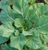 Champion Collards are one of our most popular collards seeds.