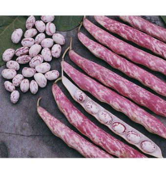 Dry beans have protein. Plant some in your garden.