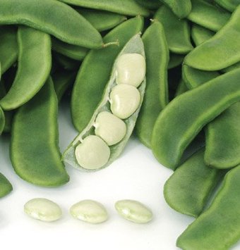 Fordhook Lima Beans are a fan favorite.