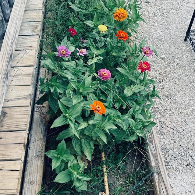 My zinnias in front of the Farm Store are coming up.