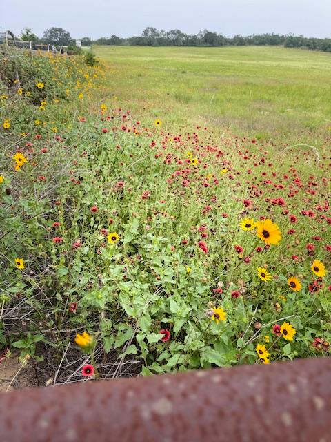 There are a lot of new wildflowers in the field.