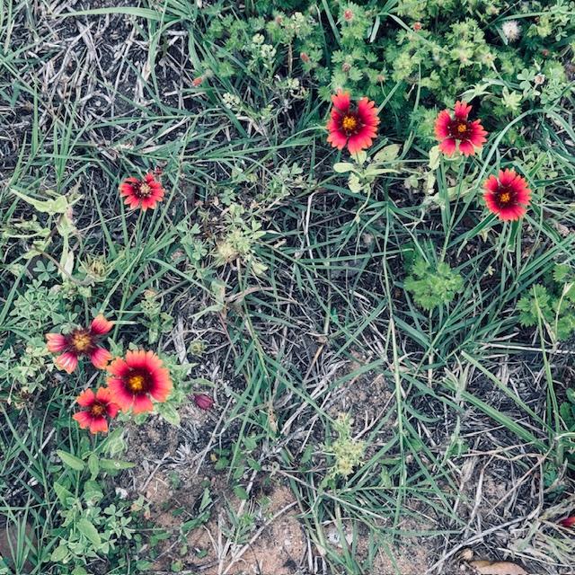 Indian Blankets grow near our mailbox.