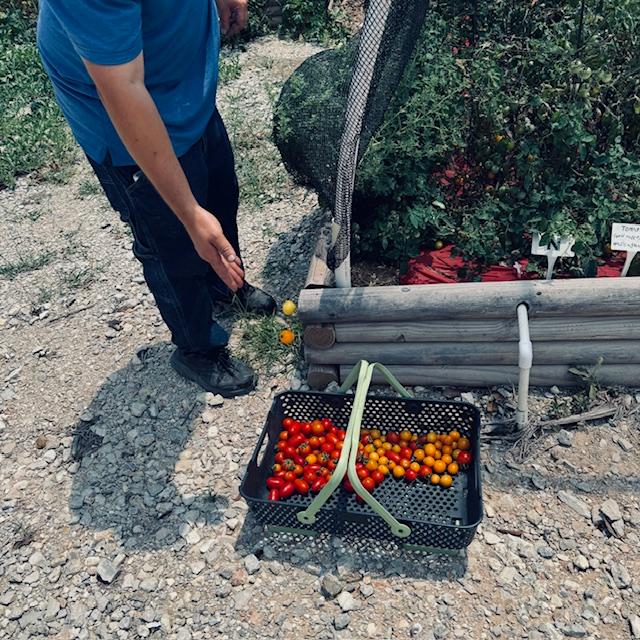 Soon the tomatoes will be pulled up as the sun is getting too hot for anymore production. We have to enjoy them while we can! Soon the tomatoes will be pulled up as the sun is getting too hot for anymore production. We have to enjoy them while we can!