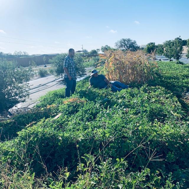 Our team member is not just relaxing in the melon patch. It is hot & humid and his back went out. Matt is assessing the situation. We soon got him into some AC. Then someone drove him home.