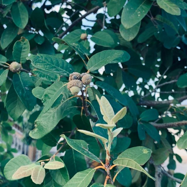 Our 4 year old oak trees are putting on acorns!