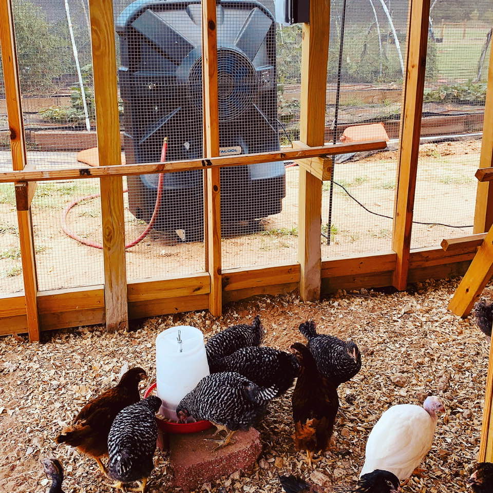 Our chickens love their A/C unit. It keeps them cool during these hot Texas days.