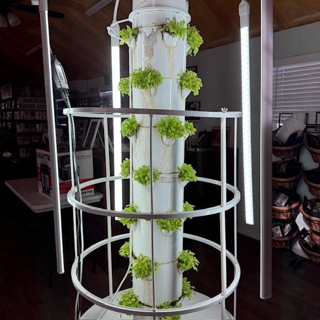 This Crawford Lettuce is growing beautifully.