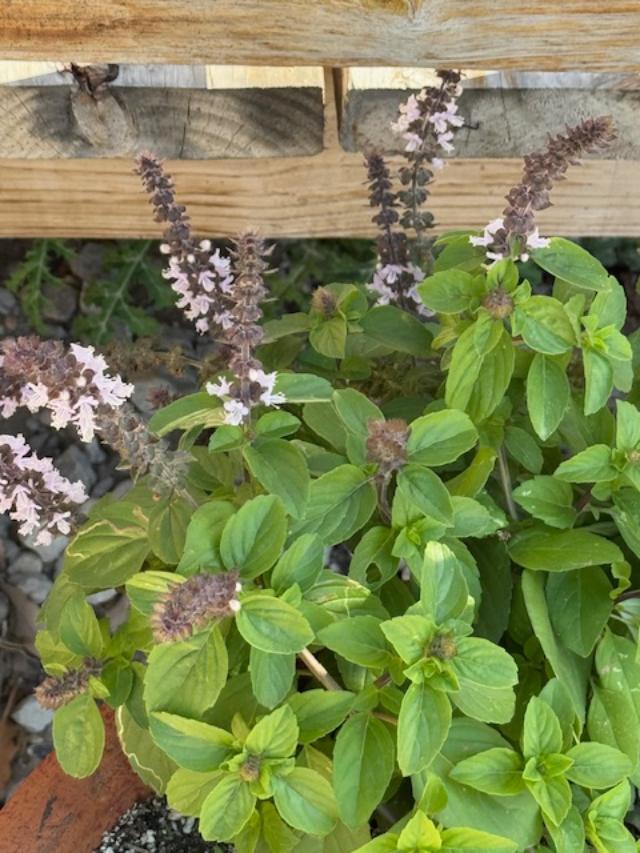 This is African Blue Basil. Isn't it pretty?